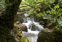 Polycarp A Brave Leader of the Church in Smyrna