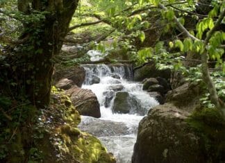 Polycarp A Brave Leader of the Church in Smyrna