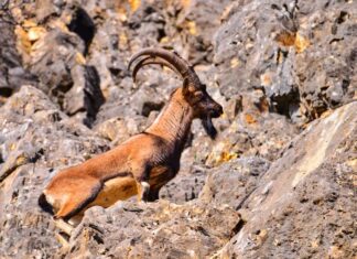 Sacred Cattle and Their Religious Importance