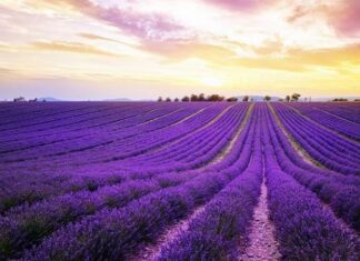 The Flight of the Egyptian Army